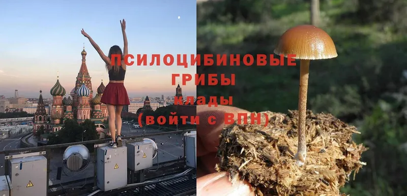 Псилоцибиновые грибы Cubensis  Владивосток 